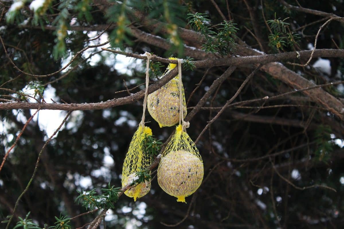 Two bird feeders hanging from a tree branch in winter.