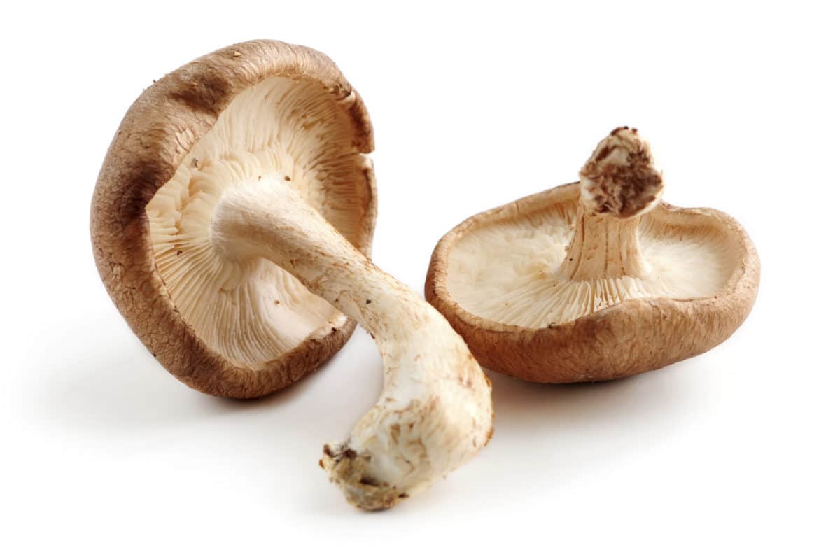 Two shiitake mushrooms on a white background.